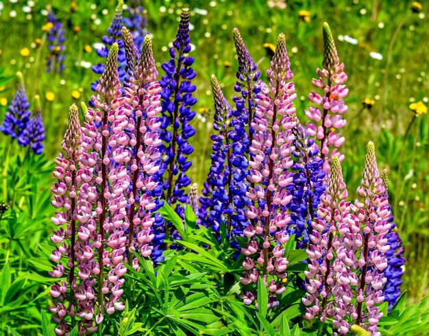 Foto primer plano de las flores púrpuras que florecen en el campo