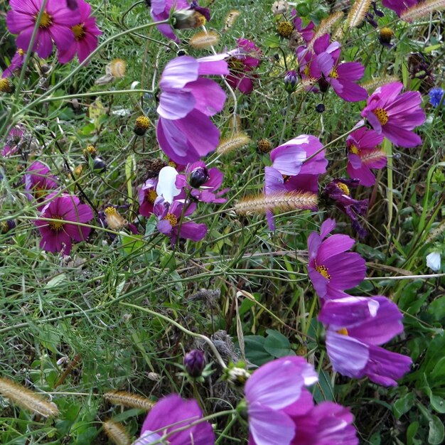 Primer plano de las flores púrpuras que florecen en el campo