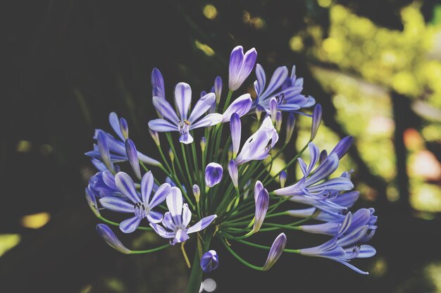 Foto primer plano de las flores púrpuras que florecen en el jardín