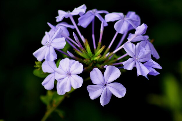 Foto primer plano de las flores púrpuras