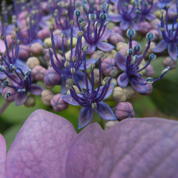 Foto primer plano de las flores púrpuras