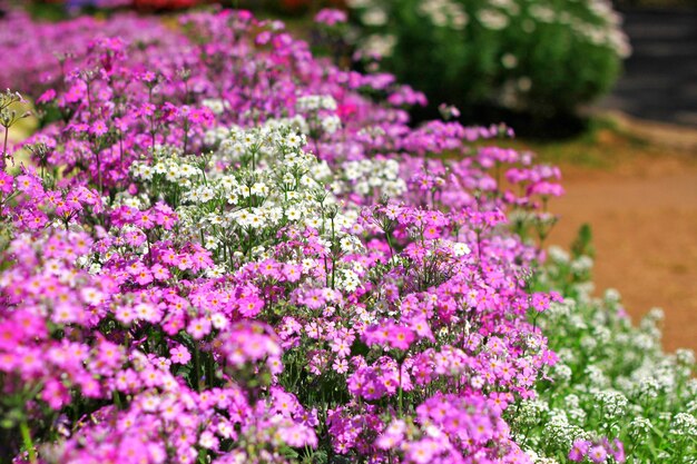 Primer plano de las flores púrpuras