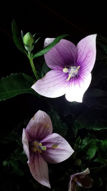 Primer plano de las flores púrpuras