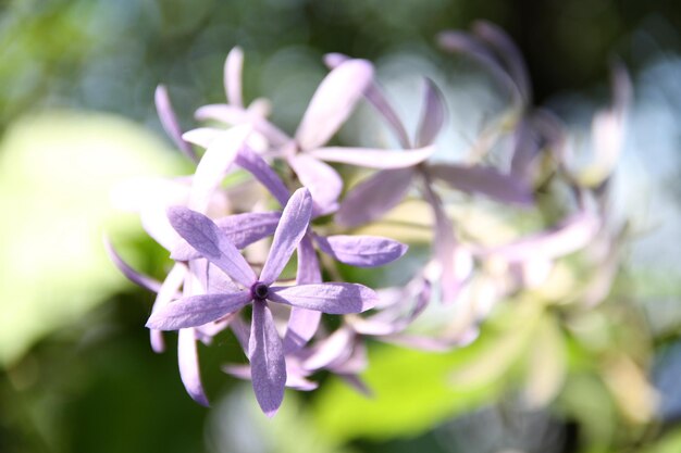 Foto primer plano de las flores púrpuras