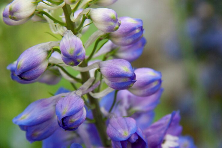 Foto primer plano de las flores púrpuras