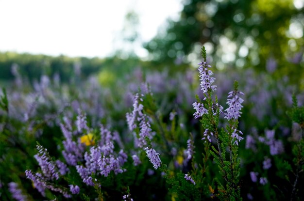 Foto primer plano de las flores púrpuras