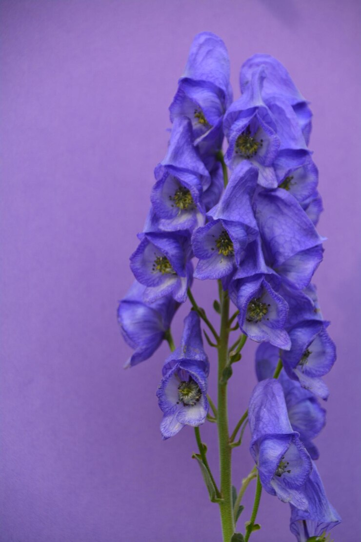 Foto primer plano de las flores púrpuras