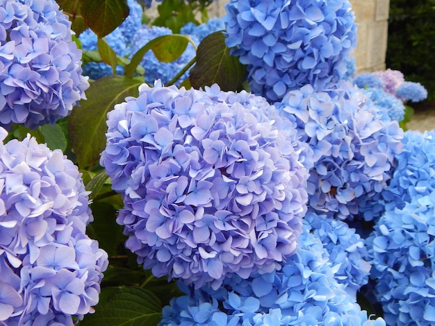 Foto primer plano de las flores púrpuras