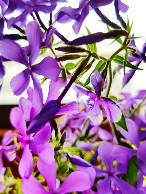 Foto primer plano de las flores púrpuras