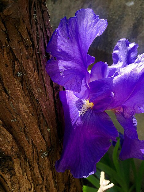 Foto primer plano de las flores púrpuras