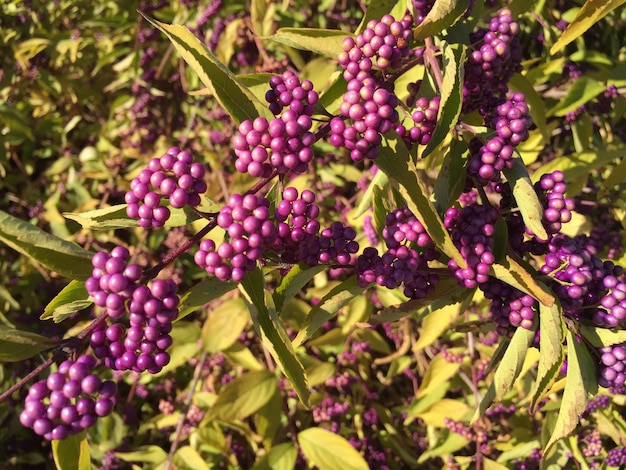 Foto primer plano de las flores púrpuras