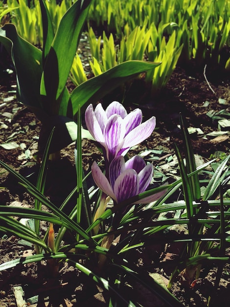 Foto primer plano de las flores púrpuras