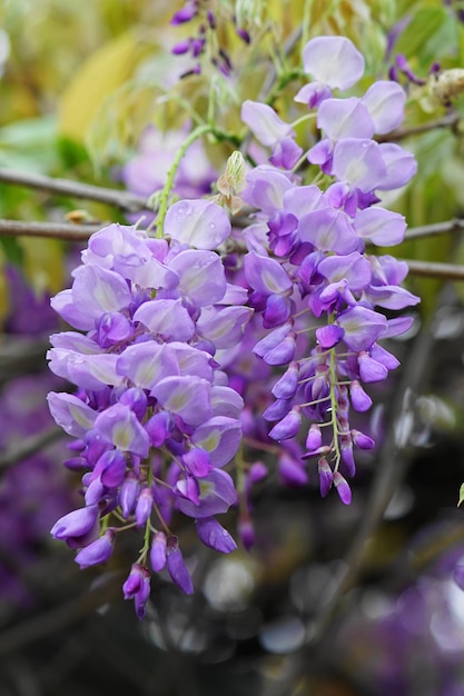 Foto primer plano de las flores púrpuras