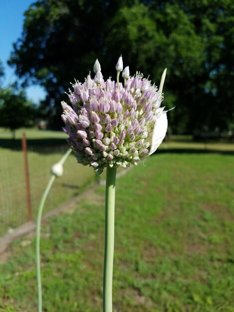 Primer plano de las flores púrpuras