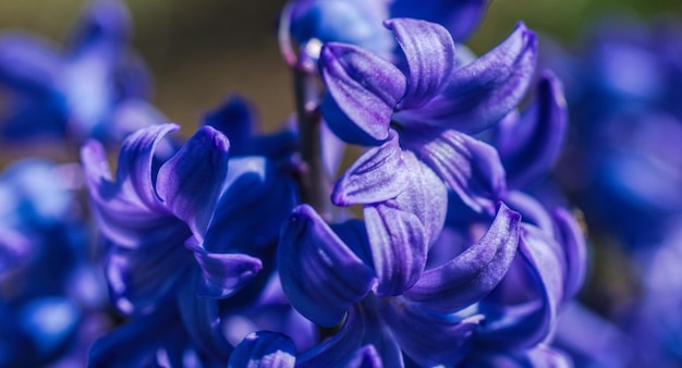 Foto primer plano de las flores púrpuras