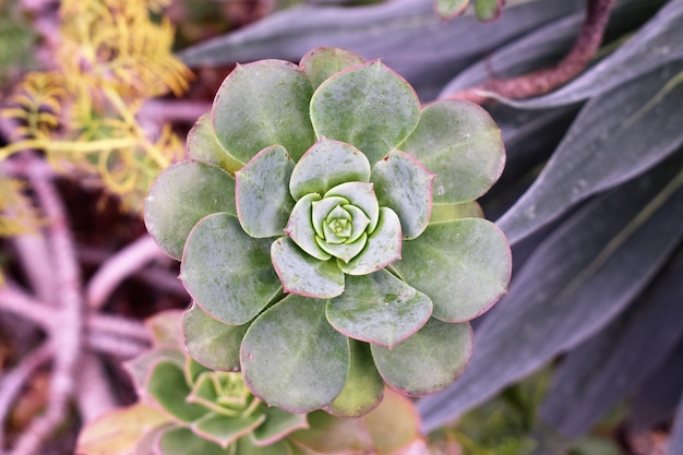Primer plano de las flores púrpuras