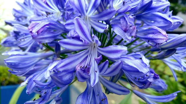Foto primer plano de las flores púrpuras