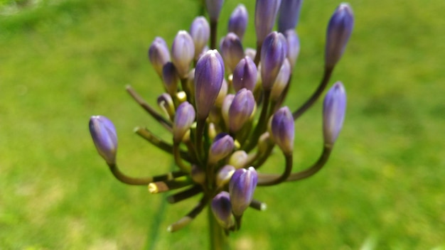 Foto primer plano de las flores púrpuras