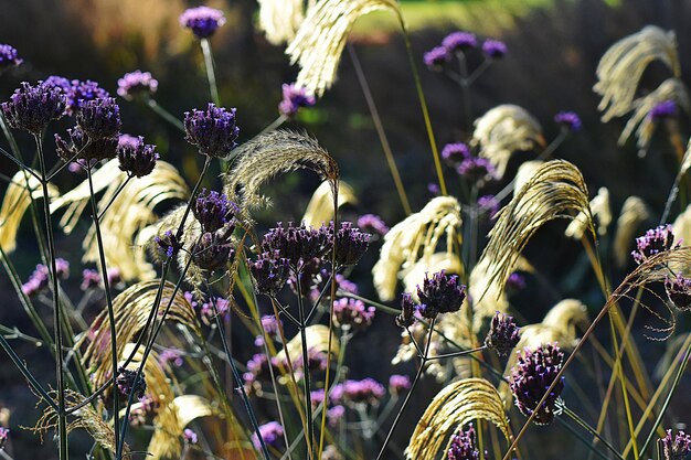 Primer plano de las flores púrpuras