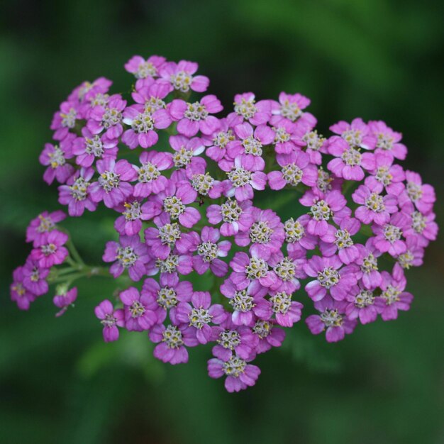 Foto primer plano de las flores púrpuras