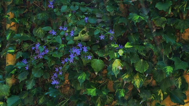 Foto un primer plano de las flores púrpuras