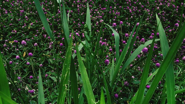 Primer plano de las flores que crecen al aire libre