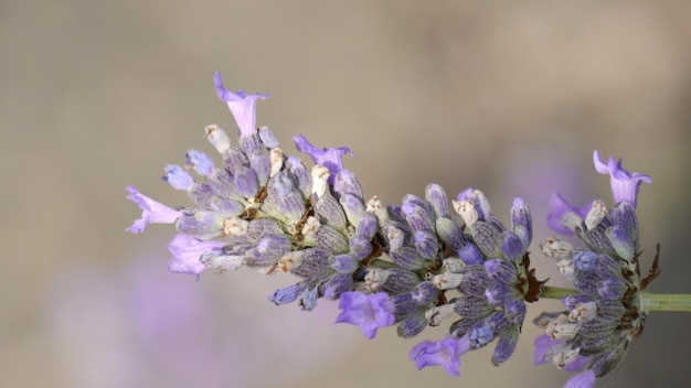 Primer plano de las flores que crecen al aire libre