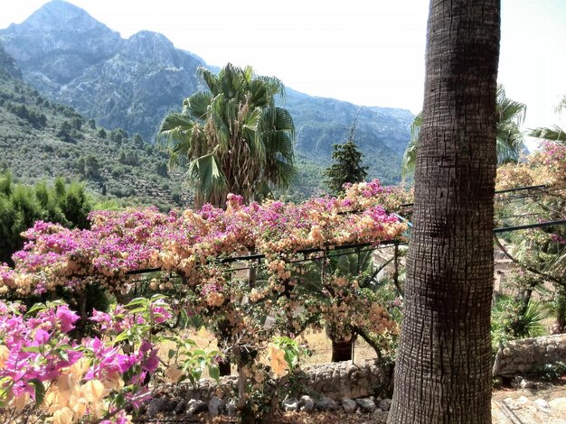 Foto primer plano de las flores que crecen en el árbol