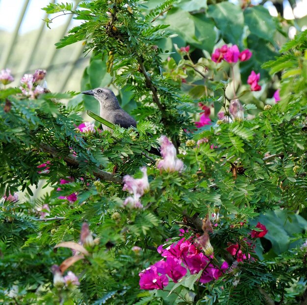 Primer plano de las flores que crecen en el árbol