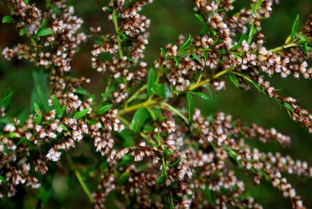 Foto primer plano de las flores que crecen en el árbol