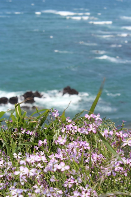 Foto primer plano de las flores que crecen en el mar