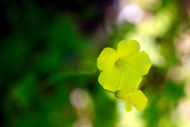 Foto primer plano de las flores que florecen al aire libre