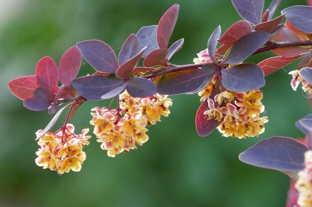 Primer plano de las flores que florecen al aire libre