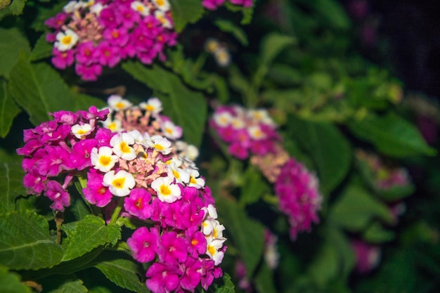 Foto primer plano de las flores que florecen al aire libre