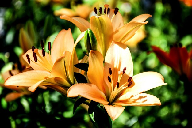 Foto primer plano de las flores que florecen al aire libre