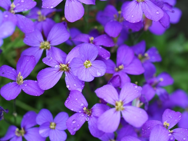 Foto primer plano de las flores que florecen al aire libre