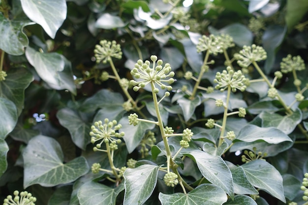 Primer plano de las flores que florecen al aire libre