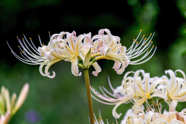 Primer plano de las flores que florecen al aire libre