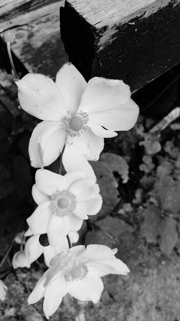 Foto primer plano de las flores que florecen al aire libre