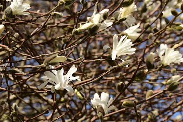 Un primer plano de las flores que florecen en un árbol en un jardín en Victoria, Columbia Británica, Canadá