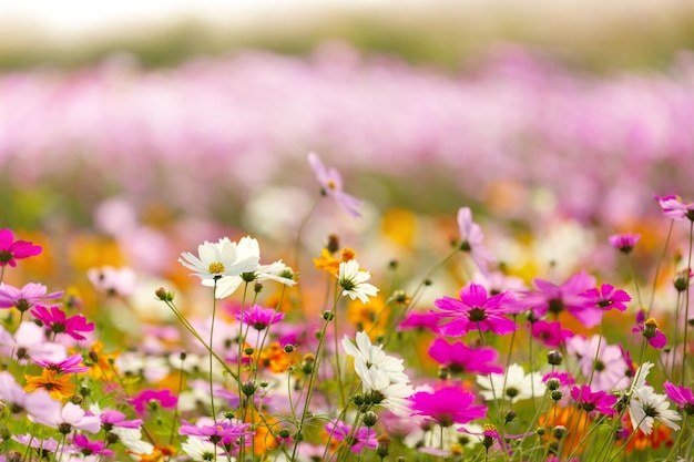 Foto primer plano de las flores que florecen en el campo