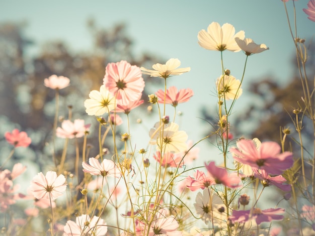 Primer plano de flores que florecen contra el cielo