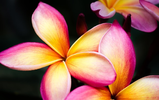 Foto primer plano de las flores que florecen contra un fondo negro