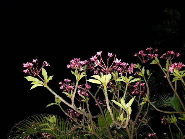 Primer plano de las flores que florecen contra un fondo negro