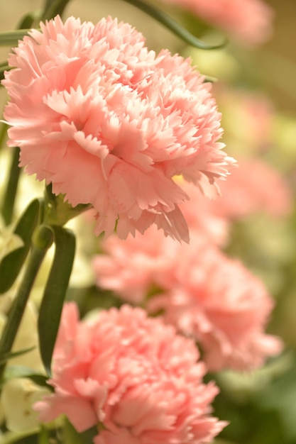 Primer plano de las flores que florecen en el parque