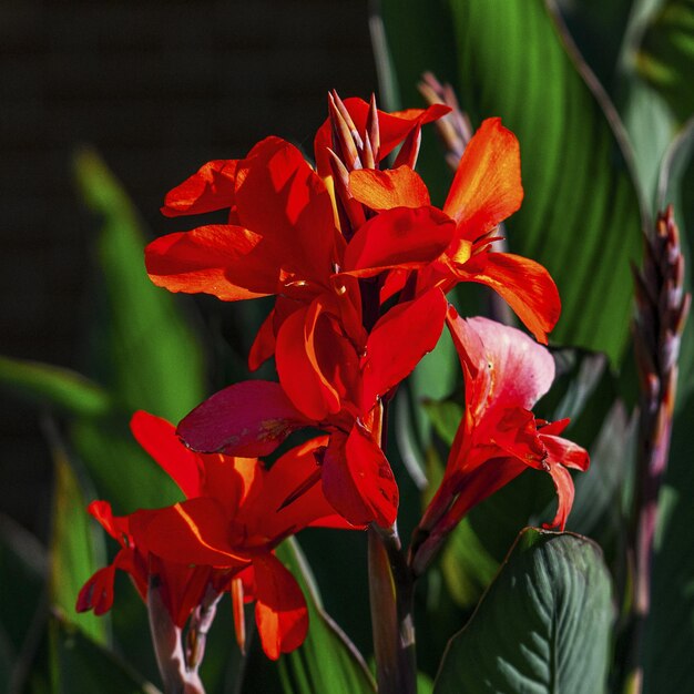 Primer plano de flores rojas de canna en el jardín