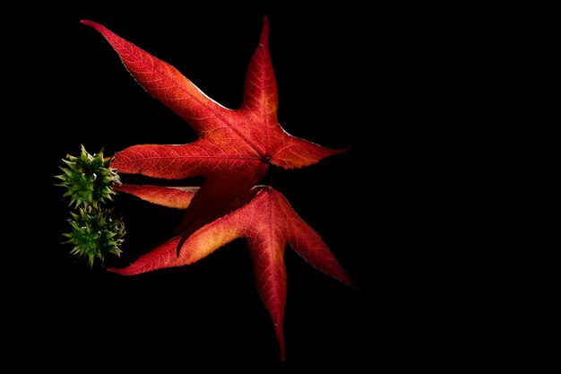 Foto primer plano de flores rojas contra un fondo negro