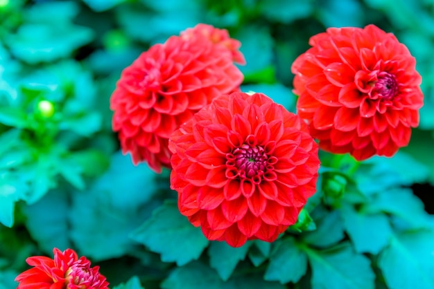 Foto primer plano de las flores rojas de dahlia en el parque