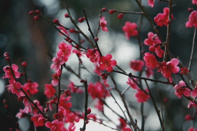 Primer plano de las flores rojas en flor