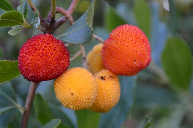 Foto primer plano de las flores rojas frescas en el parque